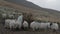 Scottish Blackface sheep eagerly feed on hay from the feeder on a cloudy day