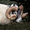A Scottish Blackfaced horned ram