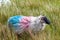 Scottish blackfaced sheep painted with red and blue paint among the grass