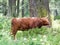 Scottish breed cow