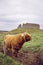 A Scottish breed highland cow on pasture with 12th century Castle Roy on the background. Scotland  UK.