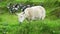 Scottish breed sheep grazing in the green meadows of the Isle of Skye in the Highlands.