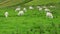 Scottish breed sheep grazing quietly in the open countryside on the Isle of Skye, Scotland.