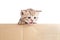 Scottish british baby kitten in cardboard box