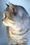 Scottish british cat. Grey tabby chinchilla