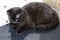 Scottish brown cat on the countertop