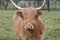 Scottish brown cow with long horns in meadow on farm in Mississippi