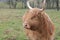 Scottish brown cow with long horns in meadow on farm in Mississippi