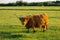 Scottish bull in a grassy field.Highland breed. Large hairy red bull in green grass.Furry highland cows graze on the