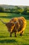 Scottish bull .Highland breed. Large hairy red bull in green grass.Furry highland cows graze on the green meadow