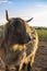 Scottish bull in the pasture.Shaggy bull close-up in paddock on blue sky background.Farming and cow breeding.Scottish