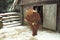 Scottish bull in winter landscape. Hairy bull standing in snowy yard