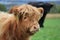 Scottish calf