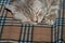 Scottish cat lies on the bed. Close-up.