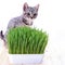 Scottish cat looking grass