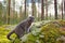 Scottish cat in a pine forest