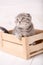Scottish cat playing in wooden box
