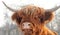 Scottish cattle