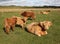 Scottish Cattle in a Green Pasture