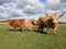 Scottish Cattle in a Green Pasture