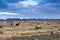 Scottish cattle on meadows