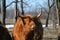 Scottish Cattle standing in pasture with hay draped over horns