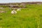 Scottish Cheviot sheep, free ranging sheep on Scottish hills, moutain sheep