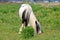 Scottish Clydesdale Horse Grazing in Pasture