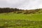 Scottish coast with sheeps in the fields