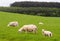 Scottish coast with sheeps in the fields