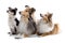 Scottish collie dogs