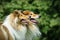 Scottish Collie / Rough Collie