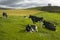 Scottish countryside landscape with cows. Stonehaven. Scotland.