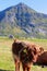 Scottish cow\'s calf in Lofoten