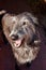 Scottish Deerhound