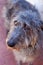 Scottish Deerhound