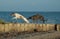 A Scottish Deerhound and a Borzoi plays at a beach