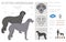 Scottish deerhound clipart. Different poses, coat colors set