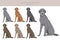 Scottish deerhound clipart. Different poses, coat colors set