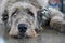 Scottish deerhound dog laying on stone floor indoors, looking bored tired