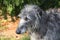 Scottish Deerhound face portrait