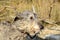 Scottish Deerhound face portrait in natural ambients