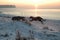 Scottish deerhound and irish wolfhound in snow