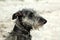 Scottish Deerhound portrait.