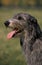 SCOTTISH DEERHOUND, PORTRAIT OF ADULT