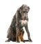 Scottish Deerhound sitting over a Petit Brabancon