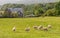 Scottish Farmland