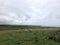 Scottish Field Landscape with Sheep