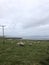 Scottish Field Landscape with Sheep