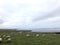 Scottish Field Landscape with Sheep